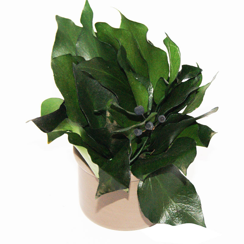 Caja de flores - Planta estabilizada en maceta de cerámica - Hiedra