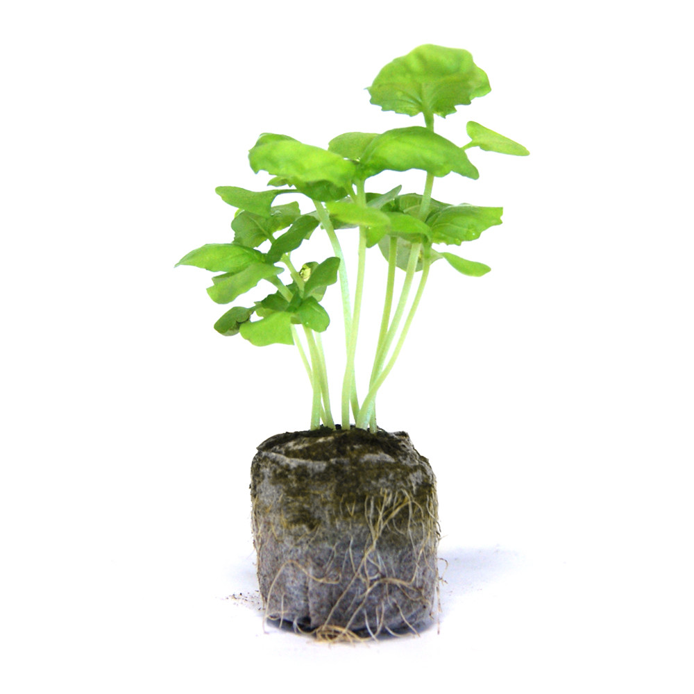 VG Garden -Pack of 6 Monstrous Basil plants
