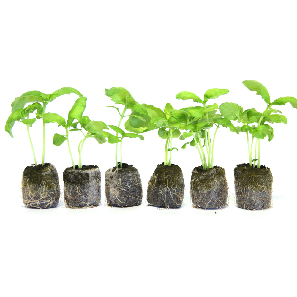 VG Garden -Packung mit 6 Pflanzen von Riesenbasilikum Monströs