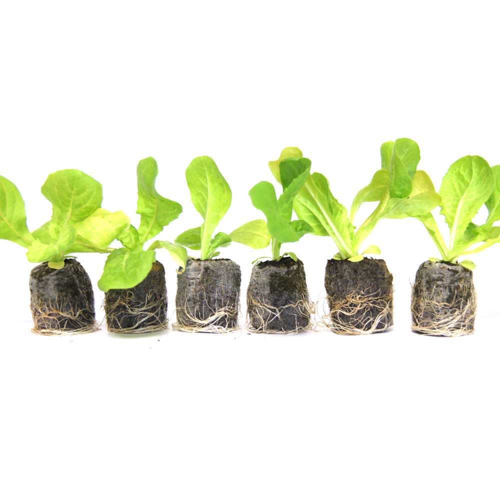 VG Garden - Batch of 6 Chicoree Scarole Bubikopf plants