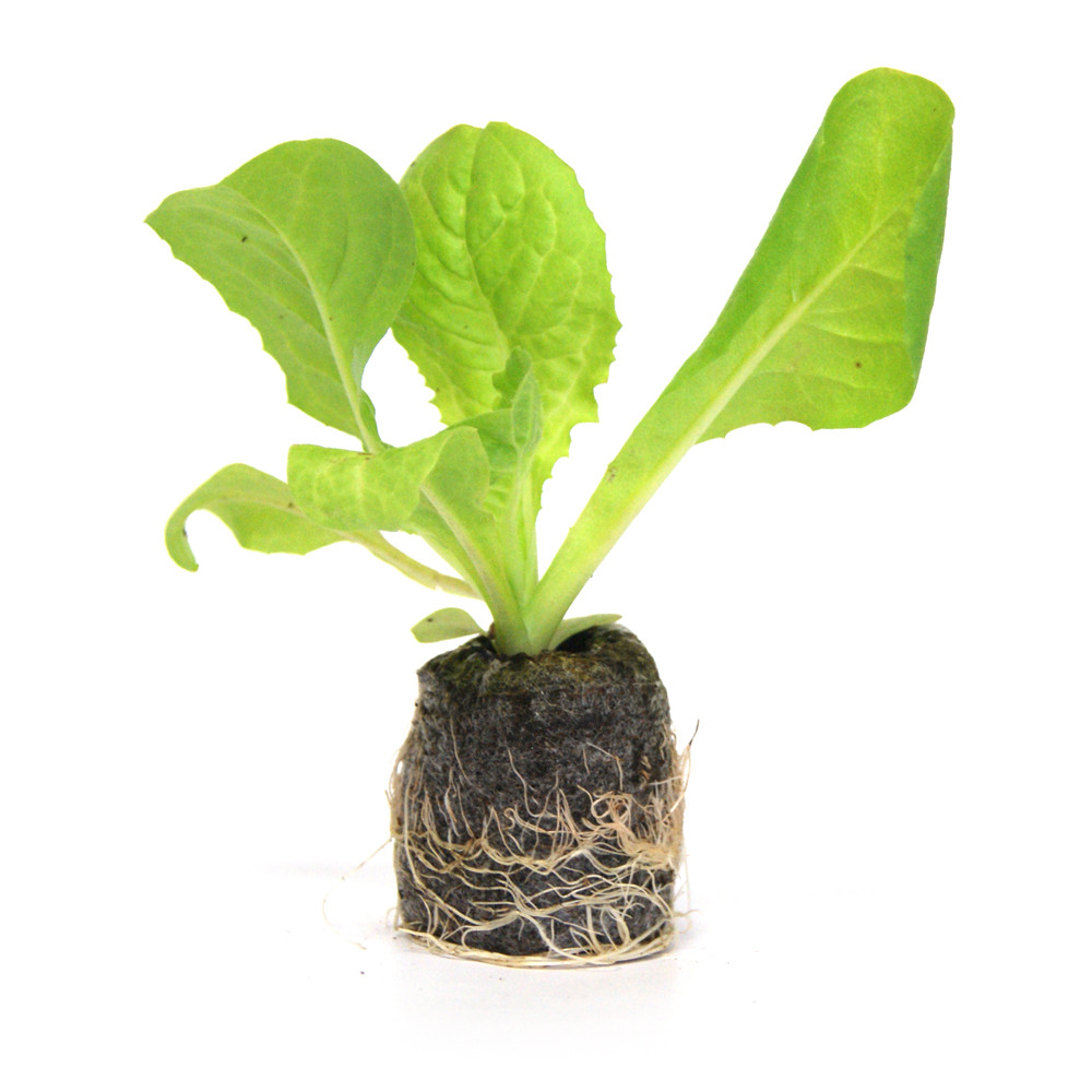 VG Garden - Batch of 6 Chicoree Scarole Bubikopf plants