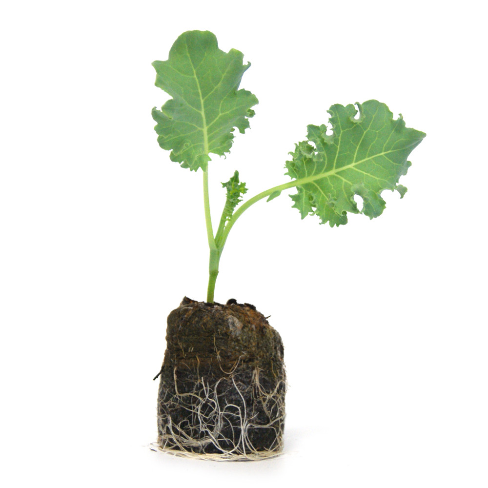 VG Garden - Lot de 6 plants de Chou Kale Halboher