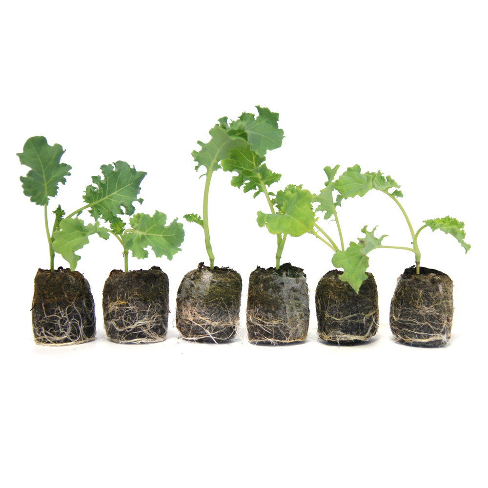 VG Garden - Lot de 6 plants de Chou Kale Halboher