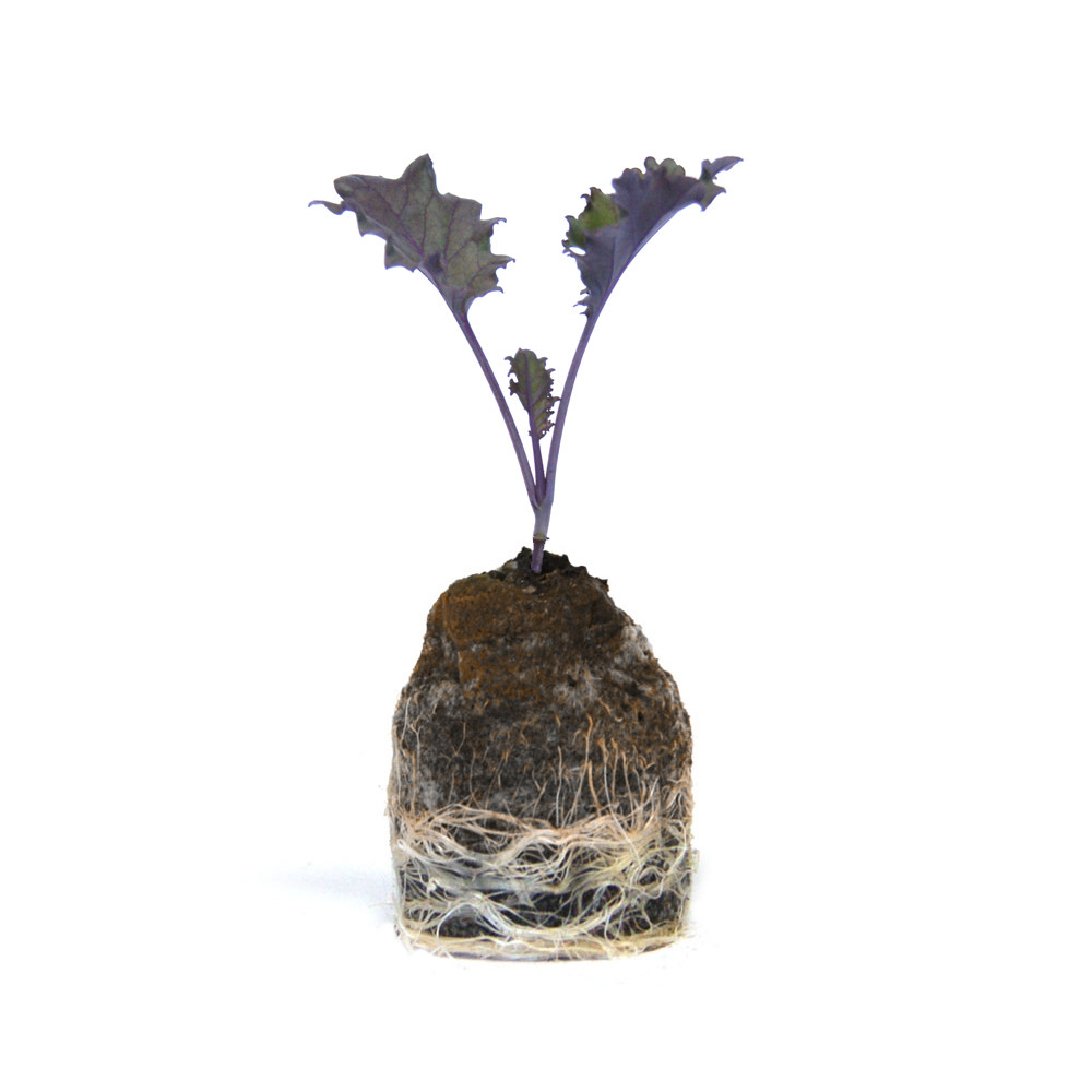 VG Garden - Lote de 6 plantas de couve Grunkohl