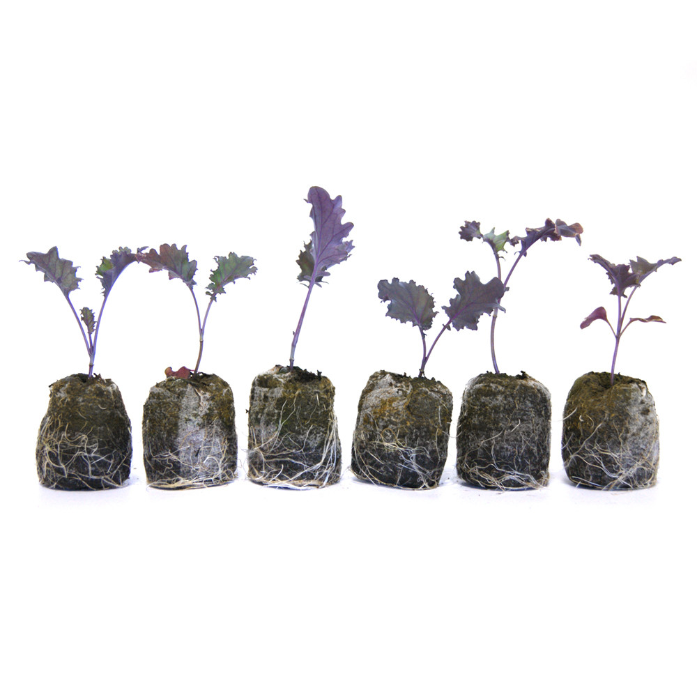 VG Garden - Lot de 6 plants de Chou Kale Grunkohl