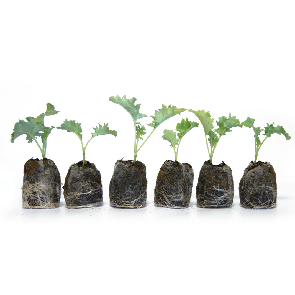 VG Garden - Lot von 6 Grünkohlpflanzen Roter Krauser