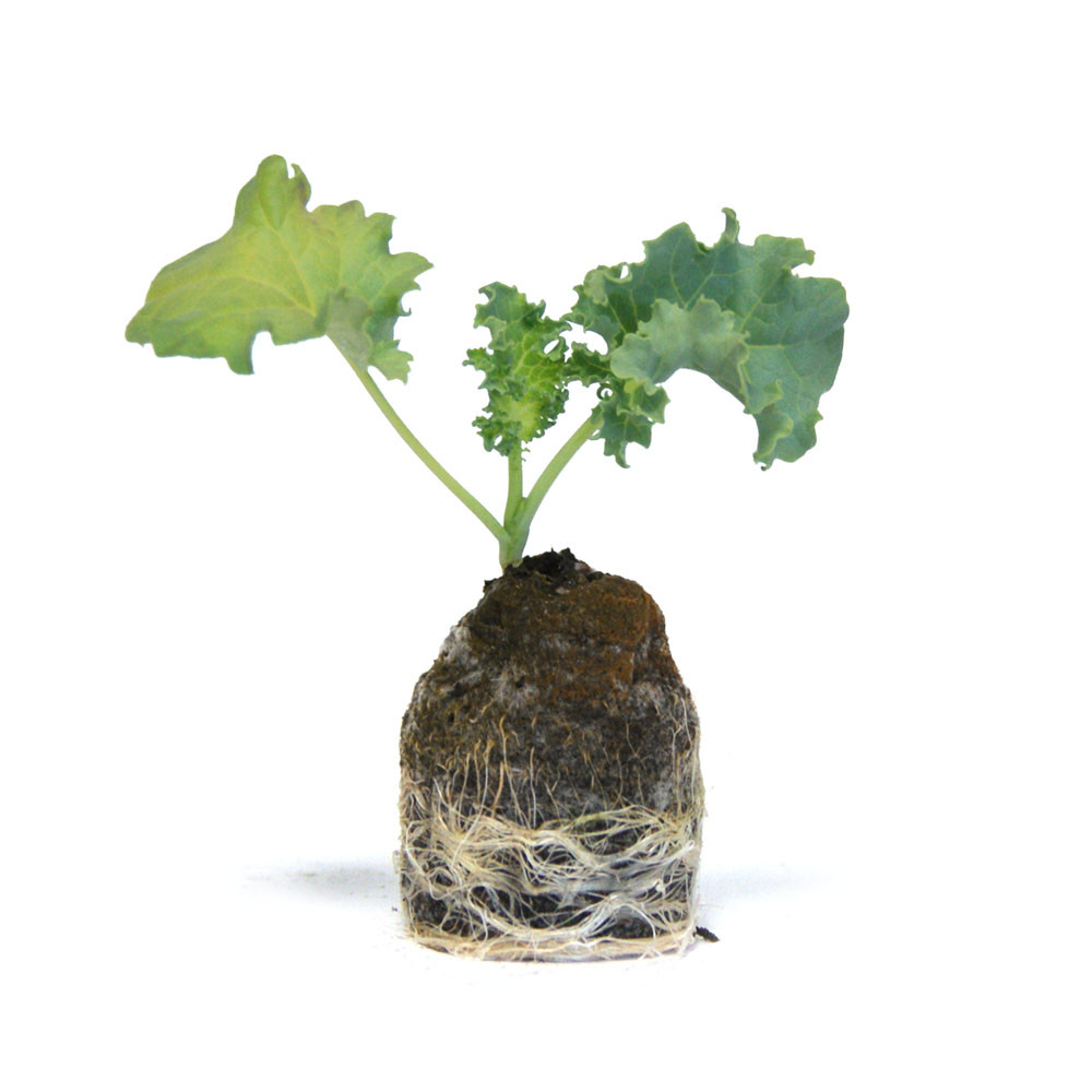 VG Garden - Batch of 6 Roter Krauser Kale plants