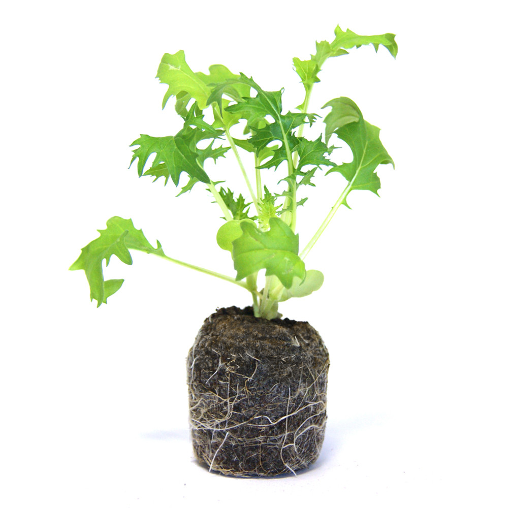VG Garden - Lot de 6 plants de Chou Mizuna
