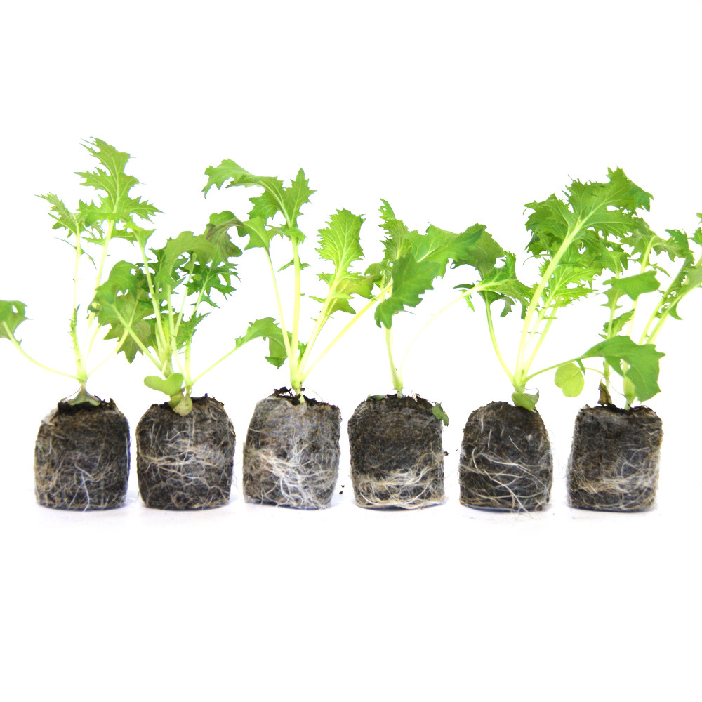 VG Garden - Lot de 6 plants de Chou Mizuna