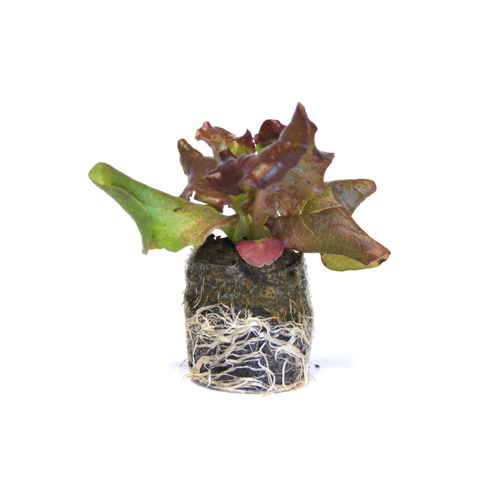 VG Garden - Batch of 6 Grenobloise Red Batavia lettuce plants