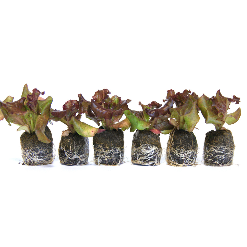 VG Garden - Batch of 6 Grenobloise Red Batavia lettuce plants