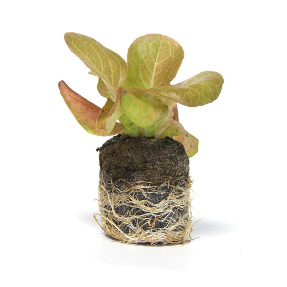VG Garden - Lote de 6 plantas de lechuga romana de Morges
