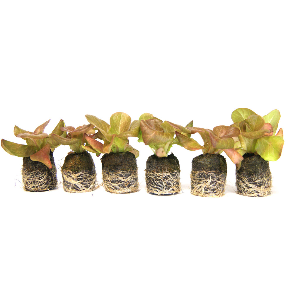VG Garden - Lot de 6 plants de Laitue Romaine Grasses des Morges