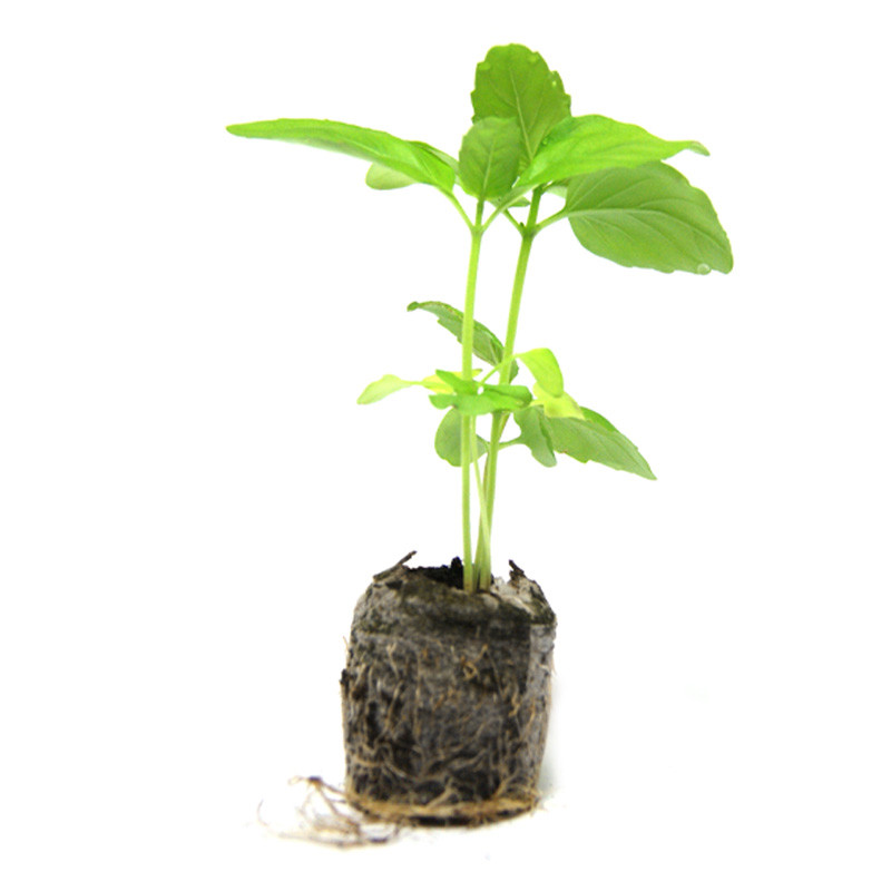 VG Garden - Lot de 6 plants de Basilic Cannelle