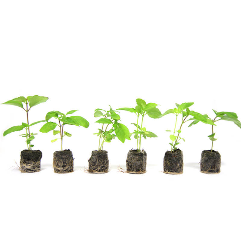 VG Garden - Lot de 6 plants de Basilic Cannelle