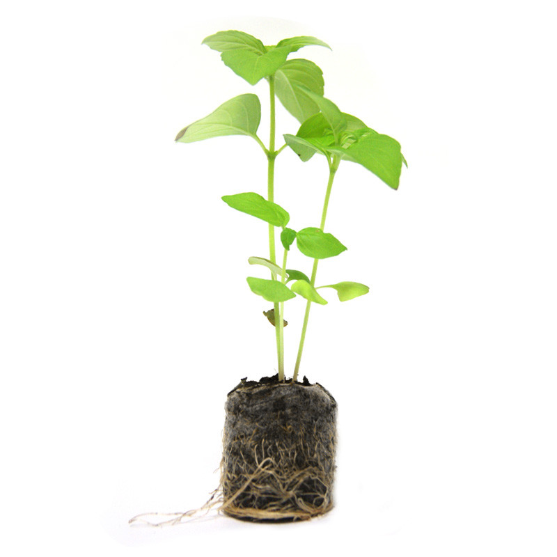 VG Garden - Lot de 6 plants de Basilic Citron