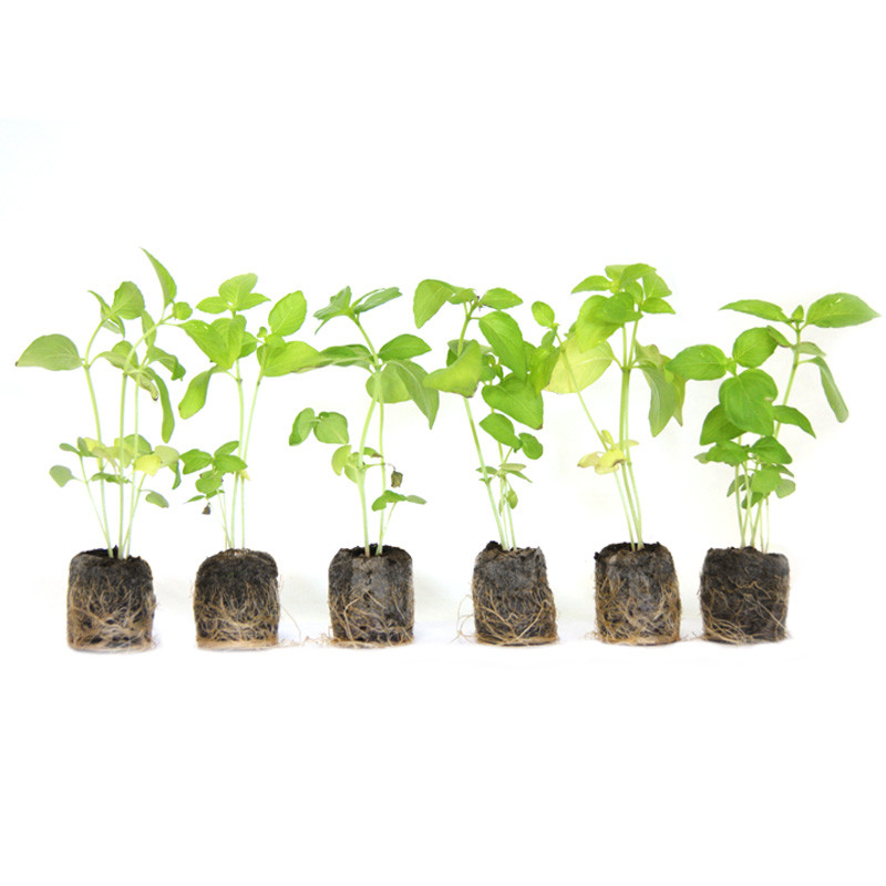 VG Garden - Lot de 6 plants de Basilic Citron