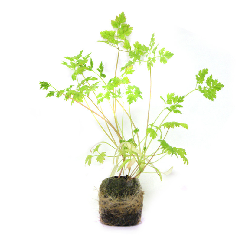 VG Garden - Batch of 6 chervil plants