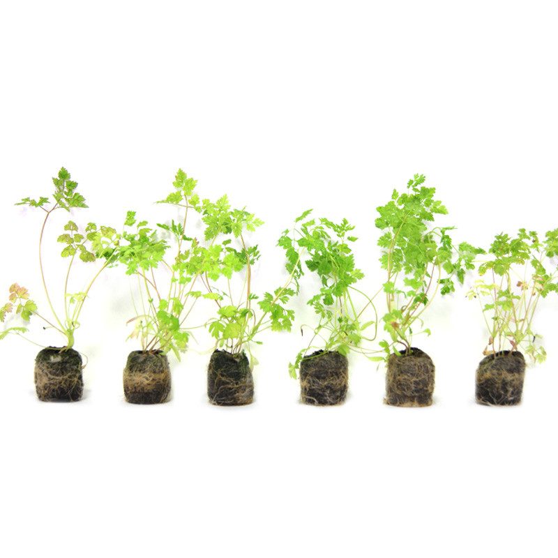 VG Garden - Lot de 6 plants de Cerfeuil