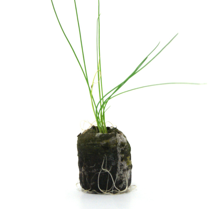 VG Garden - Lot de 6 plants de Ciboulette
