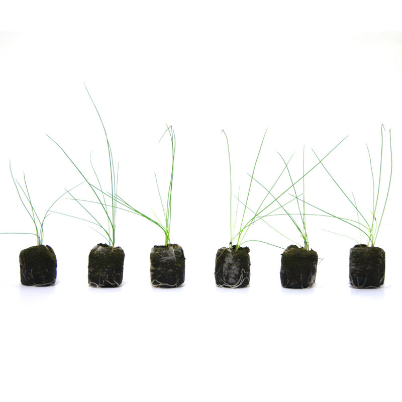VG Garden - Lot von 6 Schnittlauchpflanzen