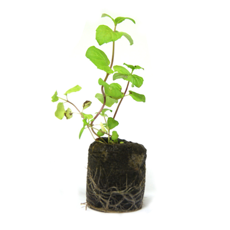 VG Garden - Batch of 6 Peppermint plants