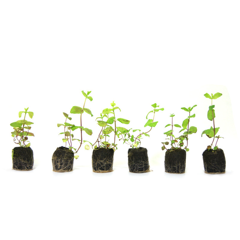 VG Garden - Lot de 6 plants de Menthe Poivree