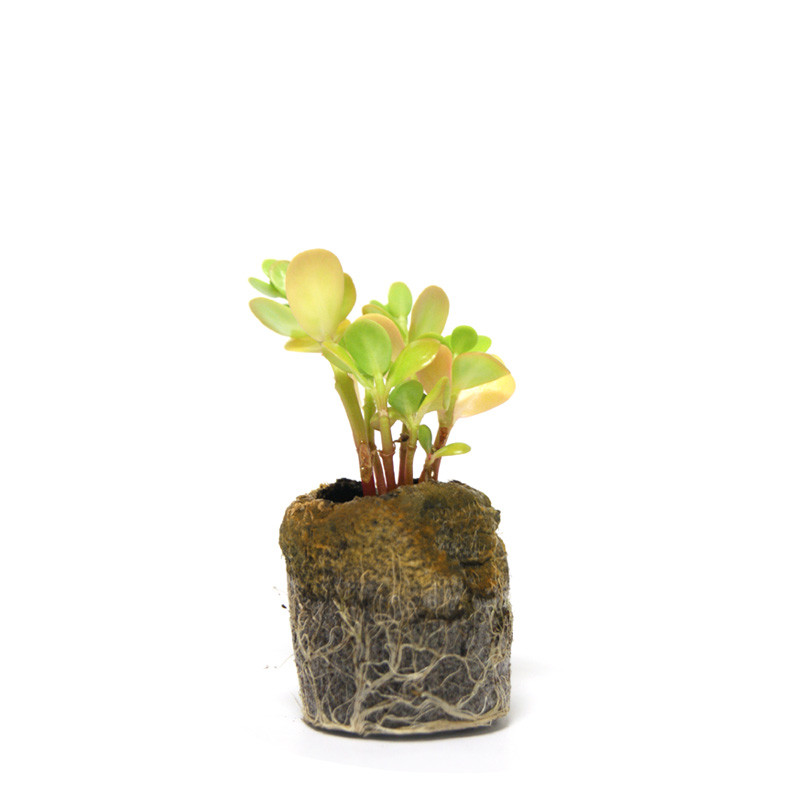 VG Garden - Lot de 6 plants de Pourpier dore