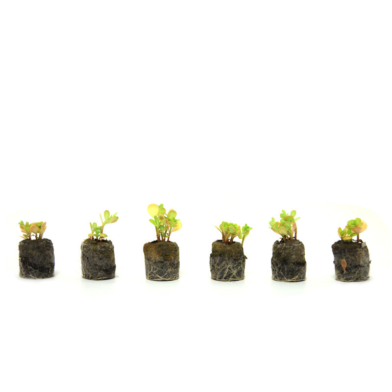 VG Garden - Lot de 6 plants de Pourpier dore