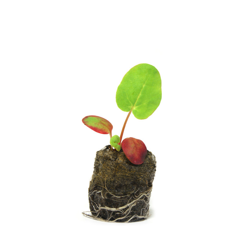 VG Garden - Lot de 6 plants de Rhubarbe Geante Victoria