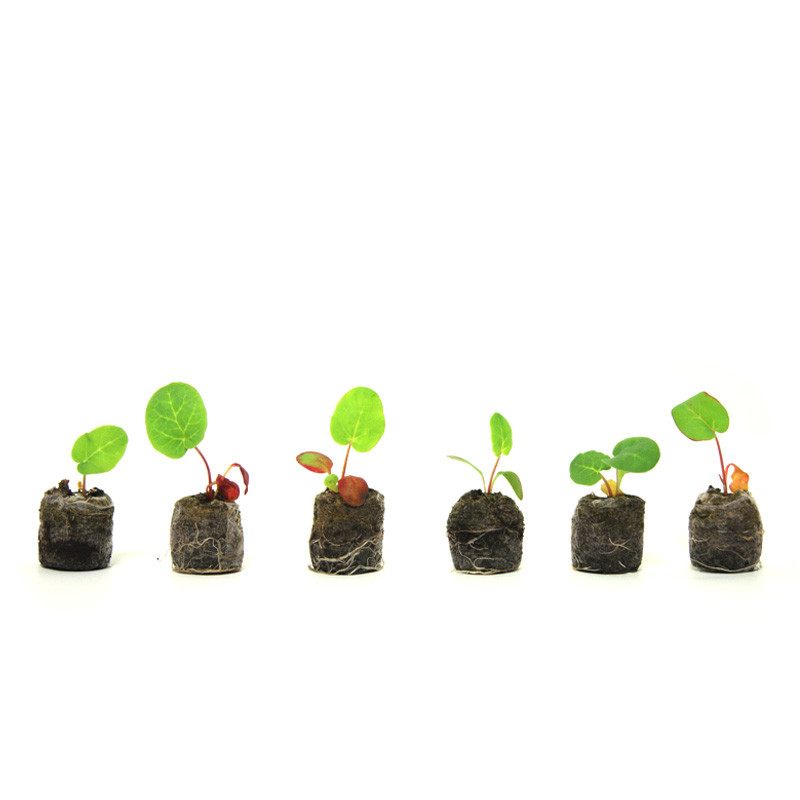 VG Garden - Lot de 6 plants de Rhubarbe Geante Victoria