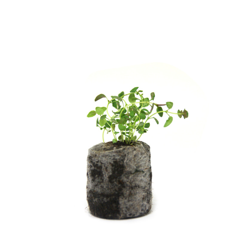 VG Garden - Batch of 6 Thyme plants