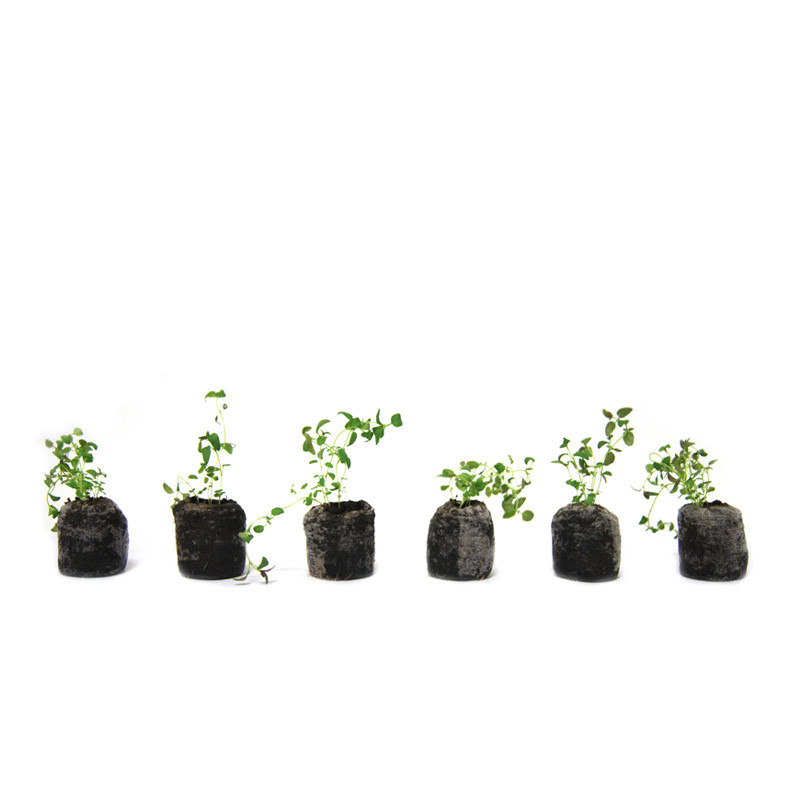 VG Garden - Lot de 6 plants de Thym