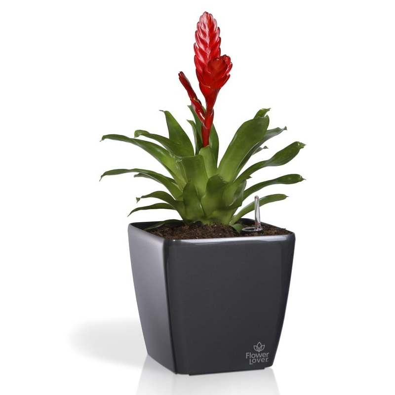 Flower Lover - Quadrato selbstbewässernder Topf - 34x34x32cm - Anthrazit
