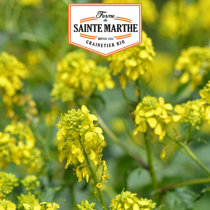 La ferme Sainte Marthe - Moutarde blanche annuelle - 150g pour 60m²