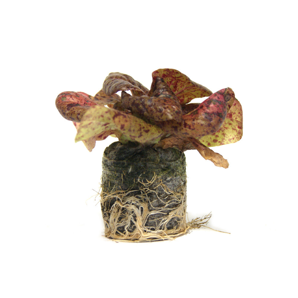VG Garden - Lot de 6 plants de laitue romaine chicon panaché