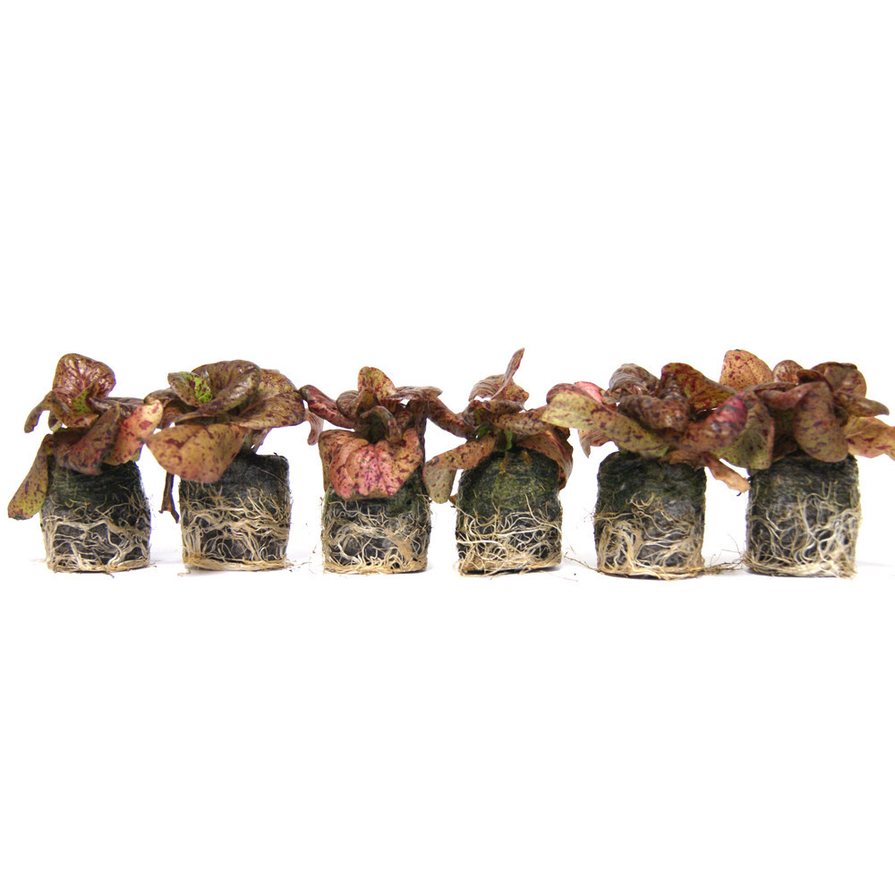 VG Garden - Lot de 6 plants de laitue romaine chicon panaché