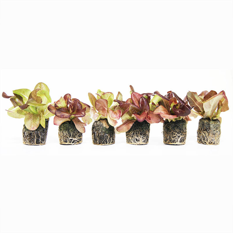 VG Garden - Lot de 6 plants de Laitue romaine rouge Oreille du Diable