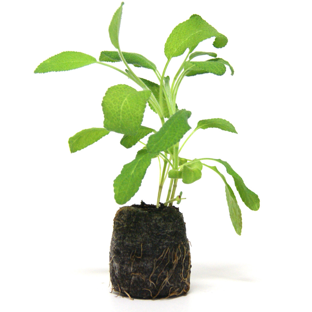 VG Garden - Batch of 6 Sage plants