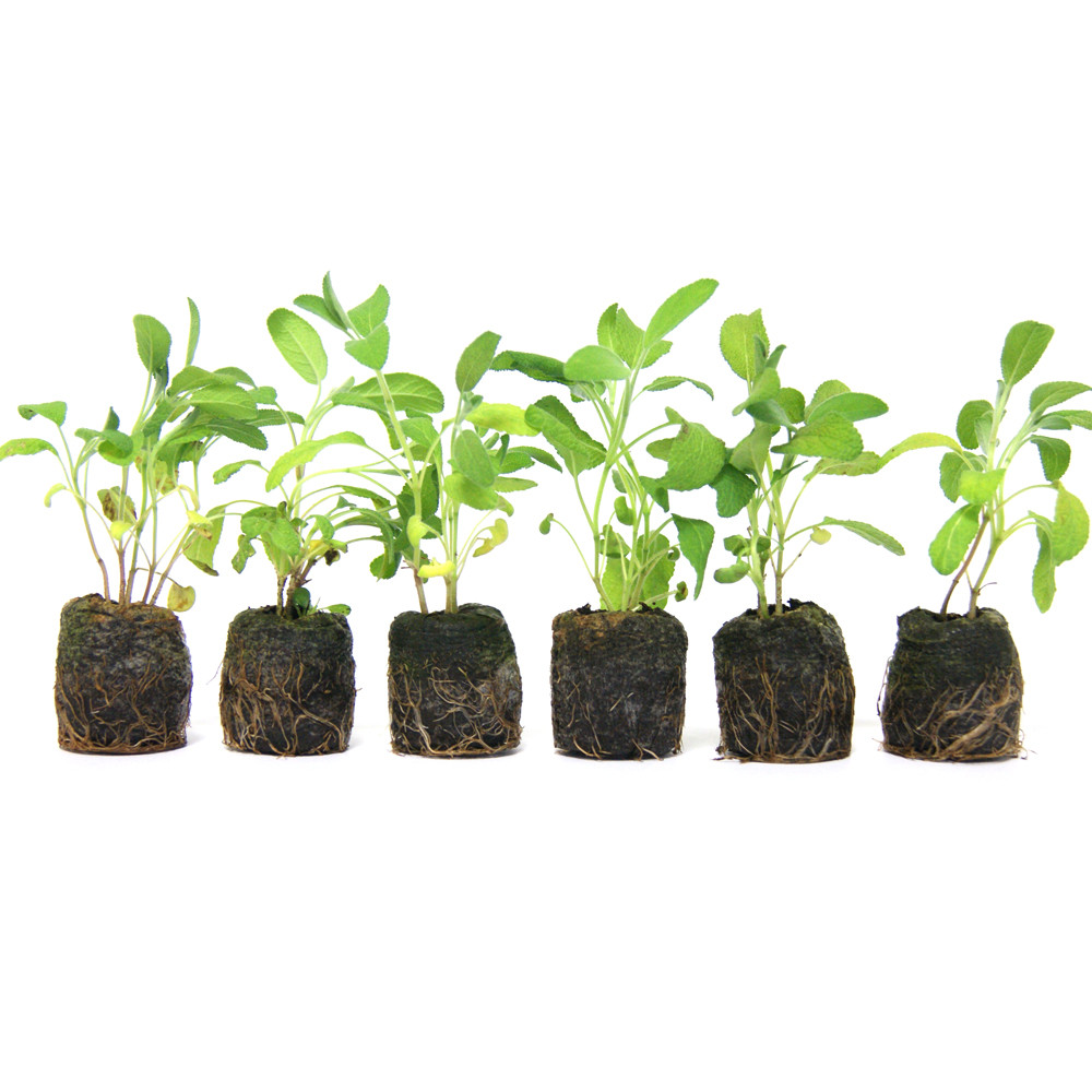 Lot de 6 plants de Sauge