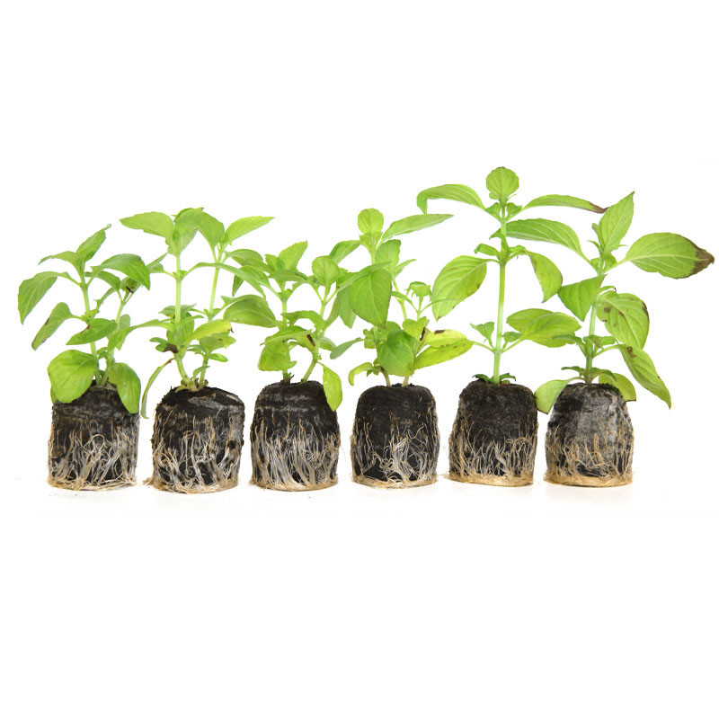 VG Garden - Lot von 6 Pflanzen von Basilikum Limone