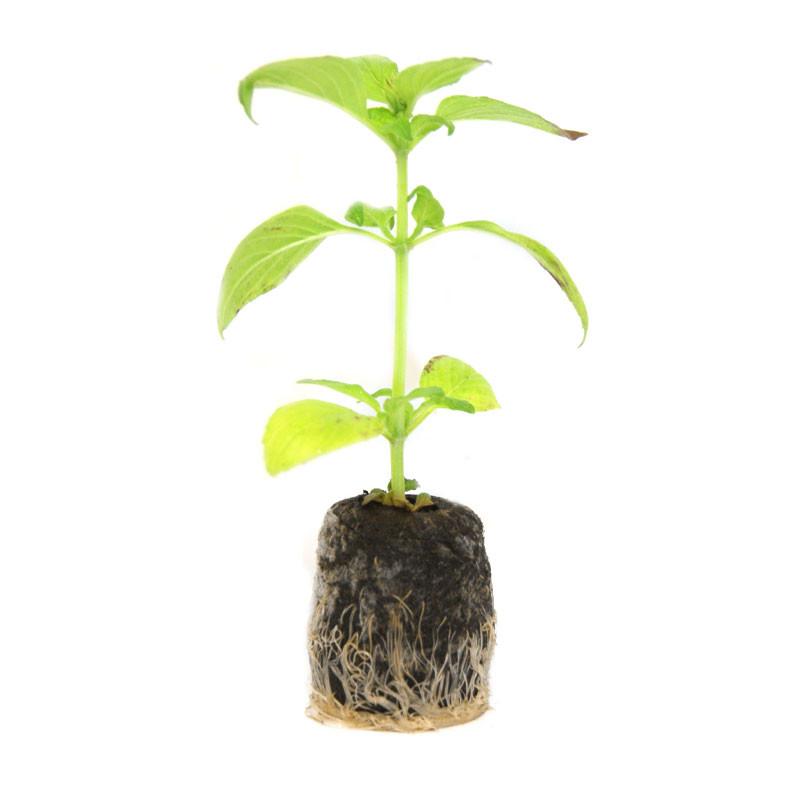 VG Garden - Lot de 6 plants de Basilic Citron vert