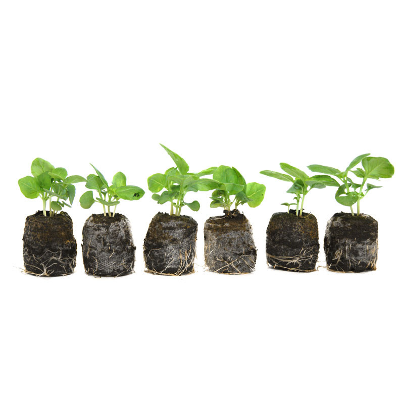VG Garden - Lot de 6 plants de Basilic Marseillais