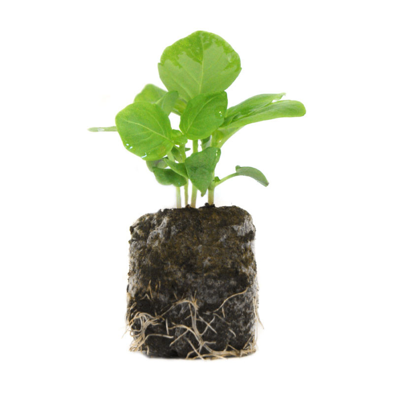 VG Garden - Batch of 6 Basil Marseillais plants