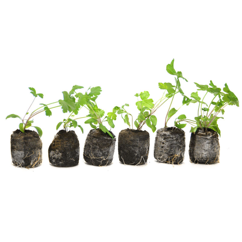 VG Garden - Lot de 6 plants de Persil géant d'Italie