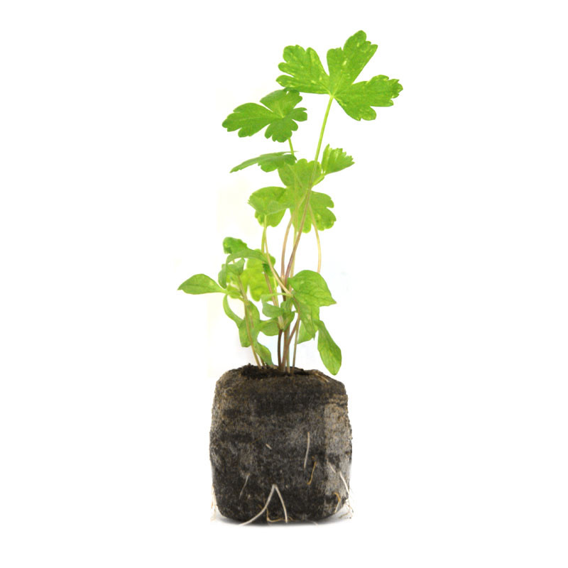 VG Garden - Lot de 6 plants de Persil géant d'Italie