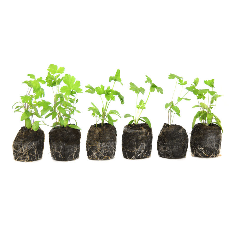 VG Garden - Batch of 6 common parsley plants