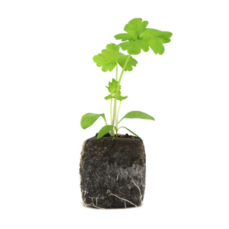 VG Garden - Batch of 6 common parsley plants