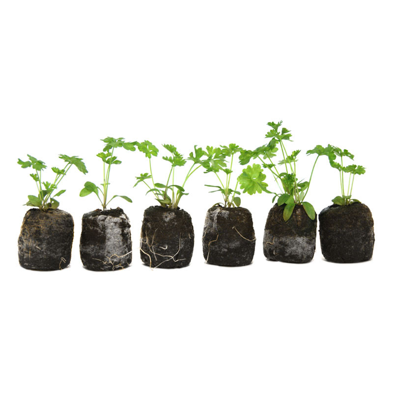 VG Garden -Lot de 6 plants de Persil frisé vert foncé