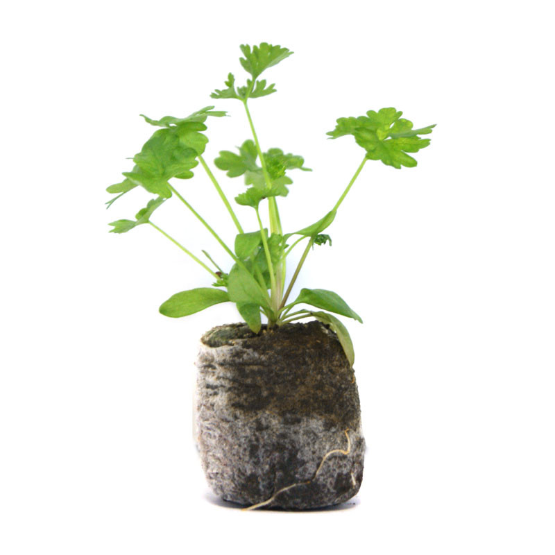 VG Garden -Batch of 6 dark green curly parsley plants